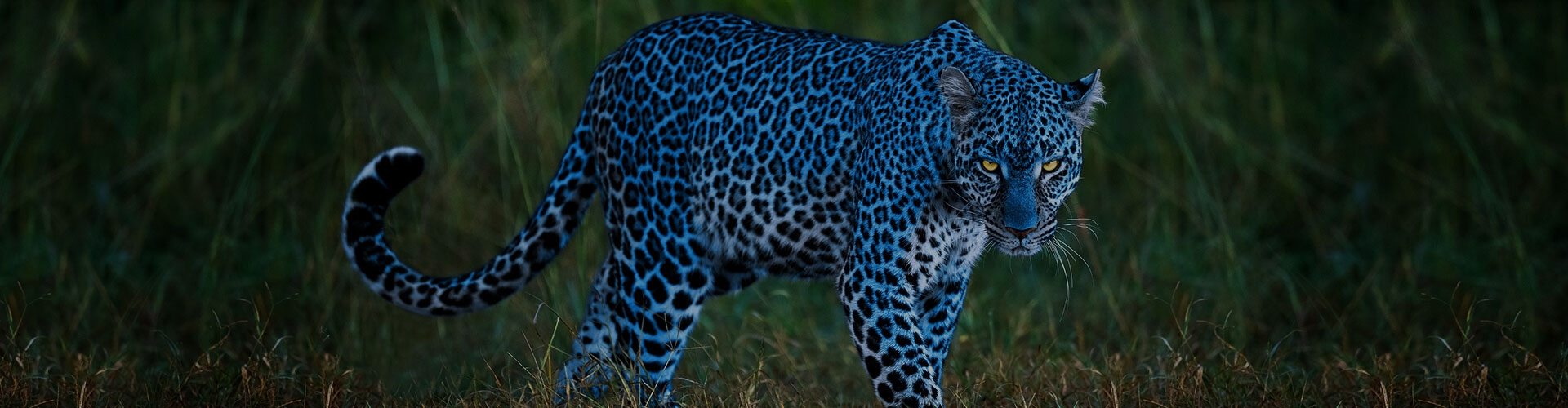 1920x500_top_banner_leopard_on_cover